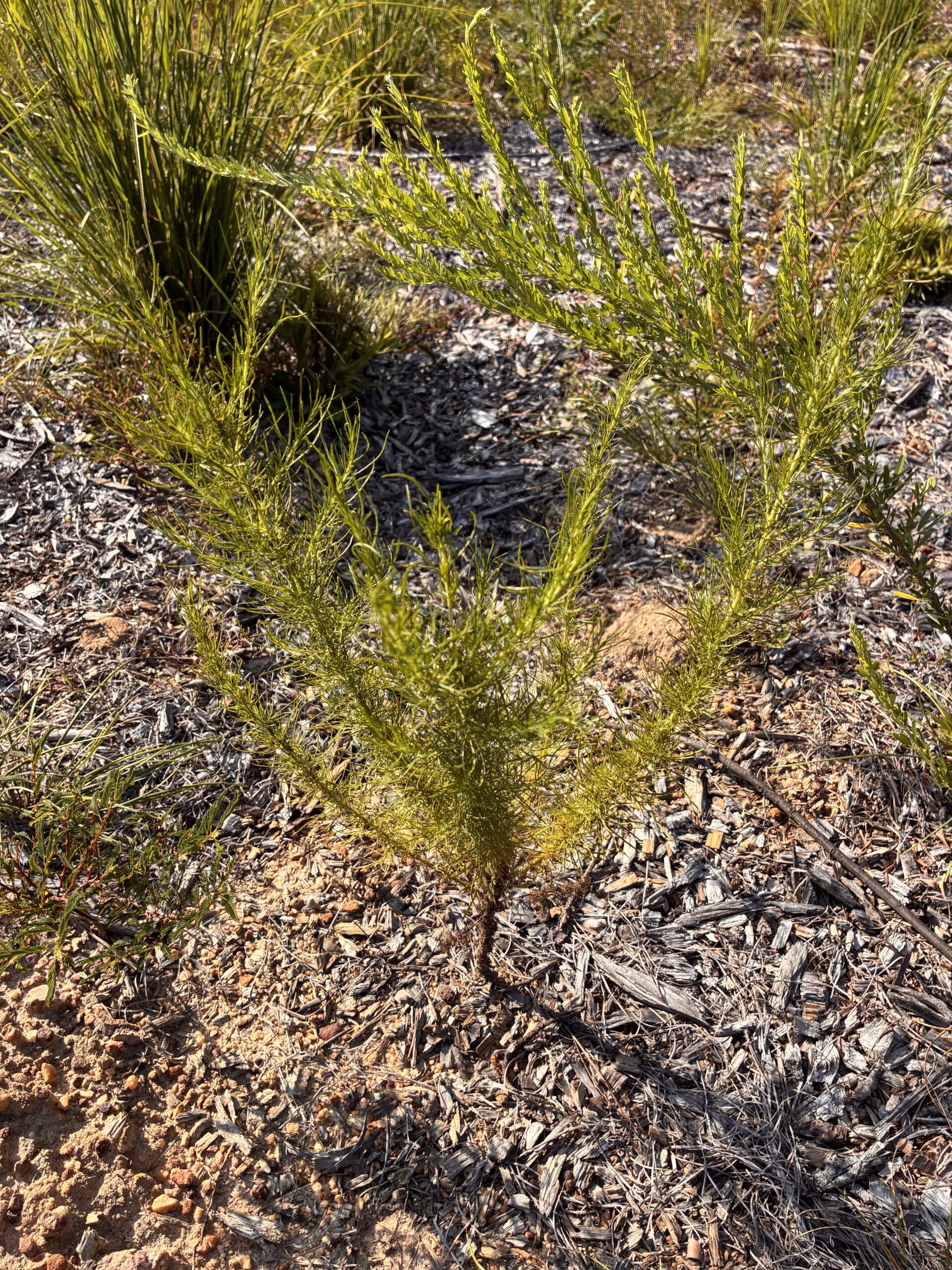 Dogfennel (Eupatorium capillifolium)