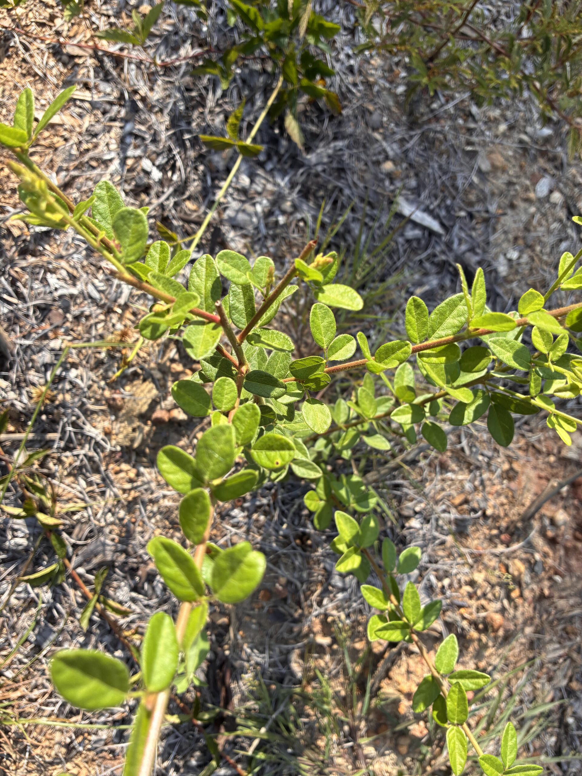 Trailing Bush Clover (Lespedeza procumbens)