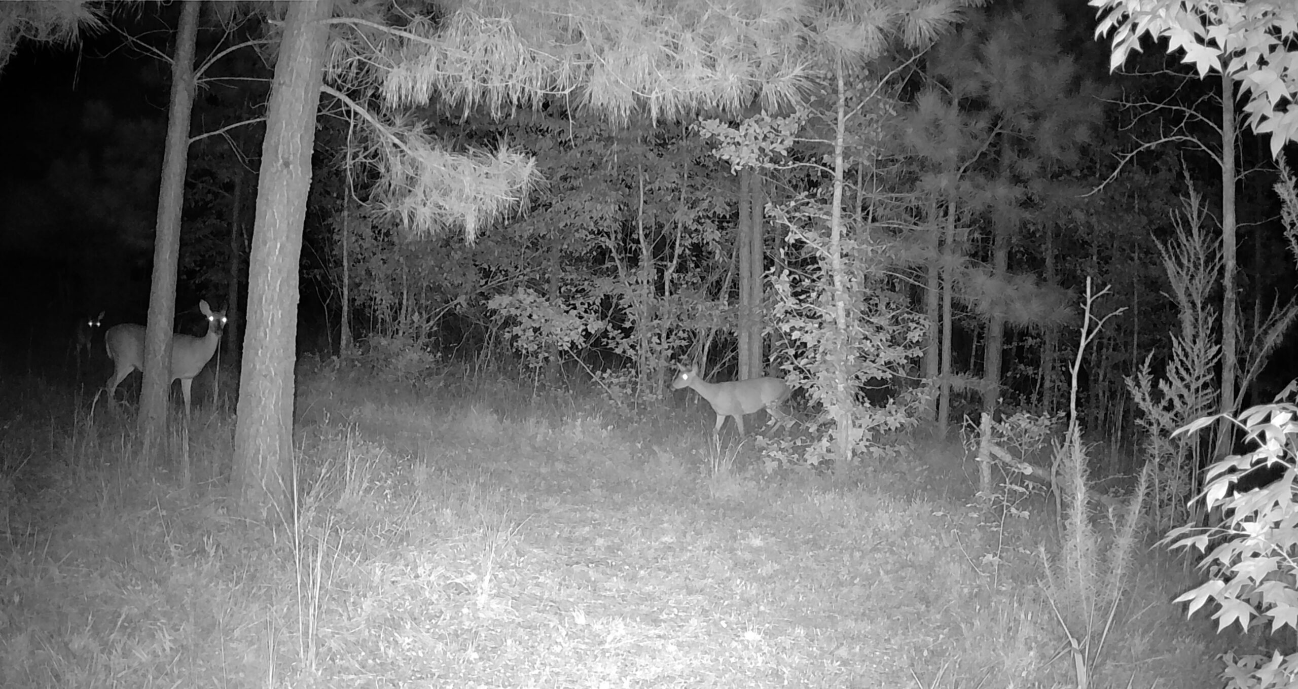 Deer