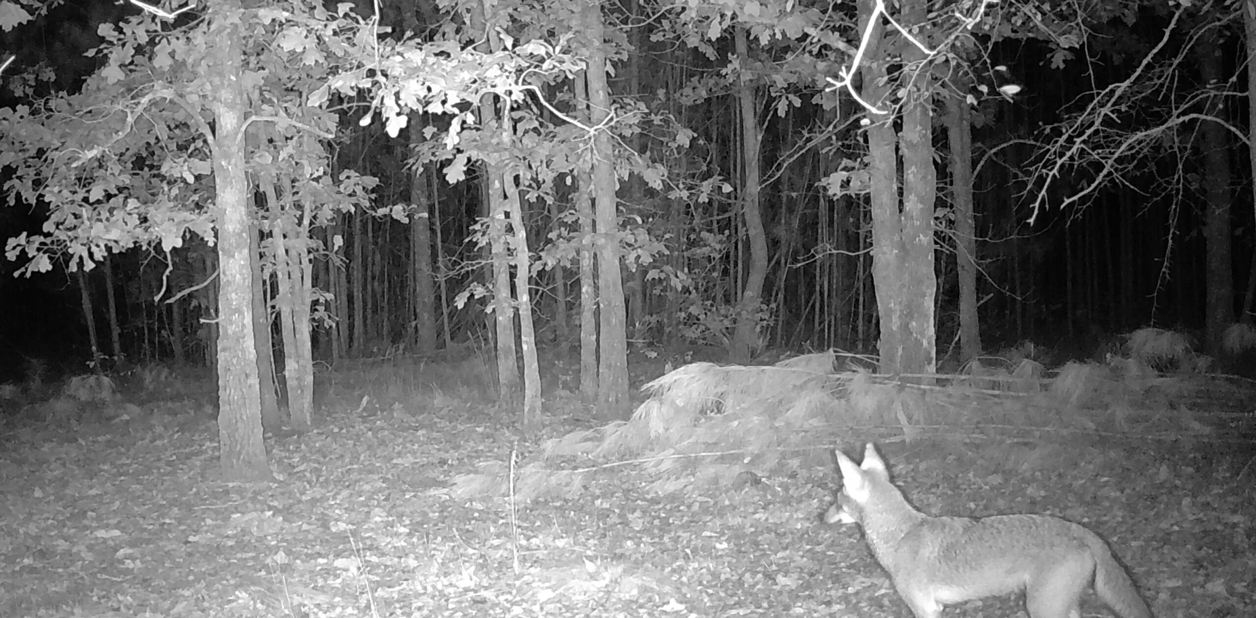 coyote