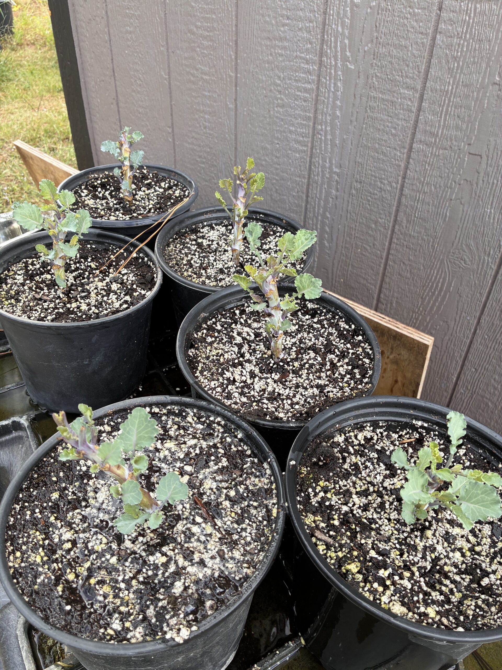 tree collards