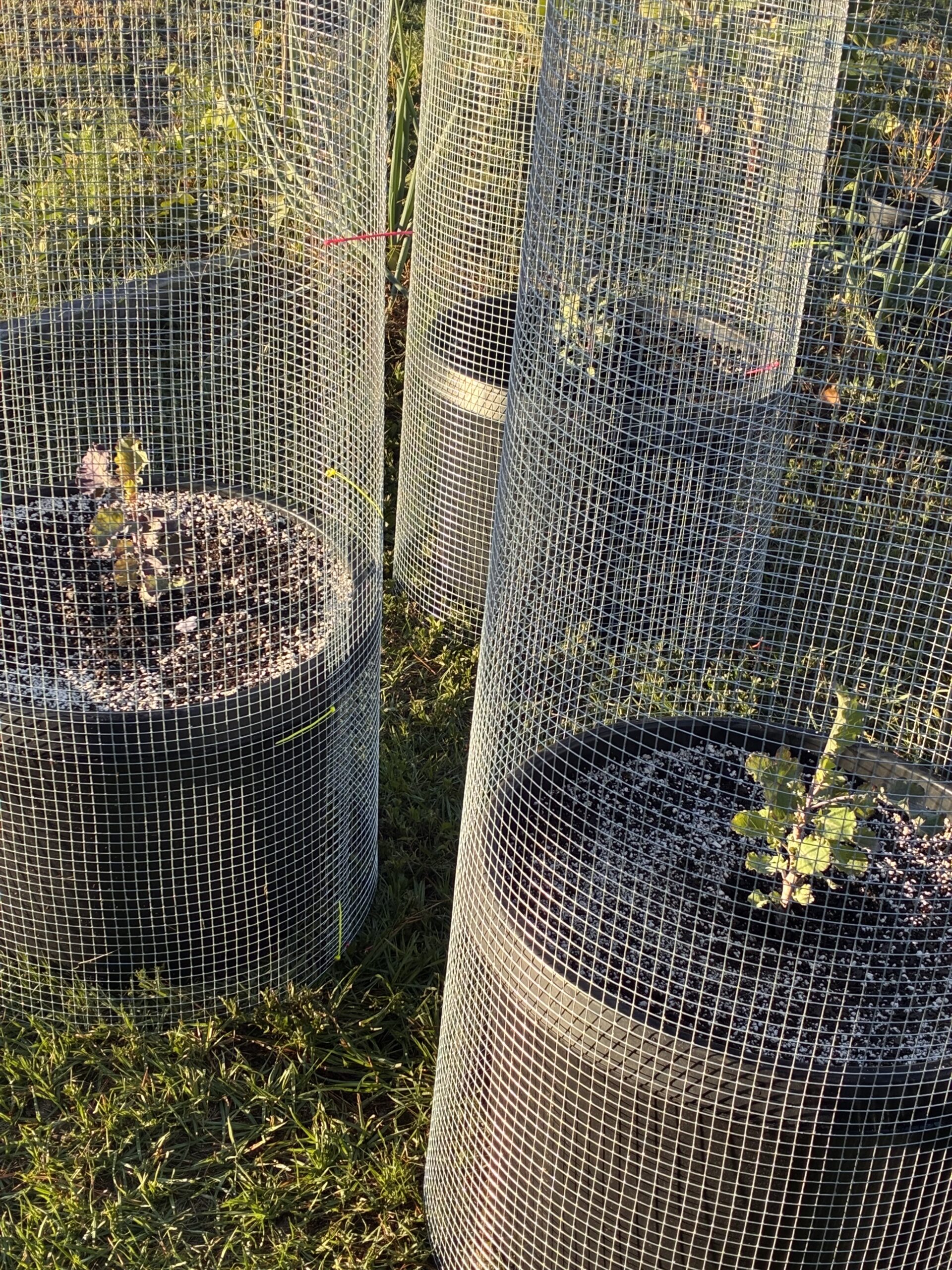tree collards