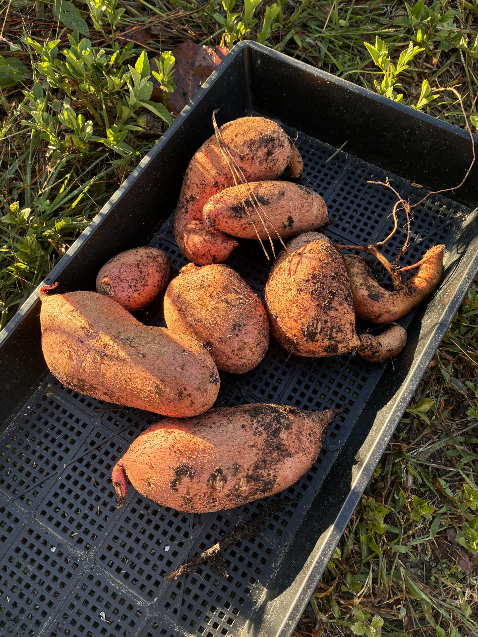 sweet potatoes